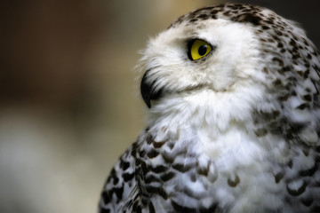 Close-up of the face of a snowy owl with yellow eyes
