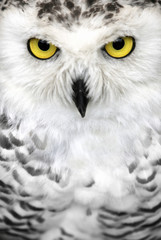Obraz premium Close-up of the face of a snowy owl with yellow eyes