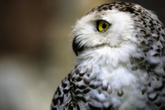 Close-up of the face of a snowy owl with yellow eyes