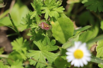 Shield bug