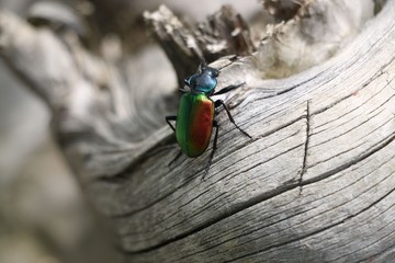 Colorfull bug or insect