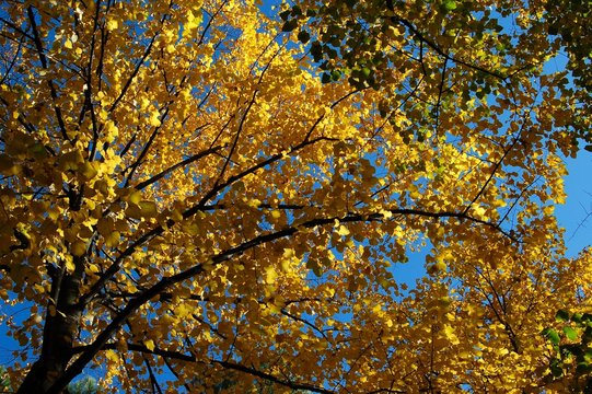 Autumn. Fall scene, Yellow Leafs on a tree.