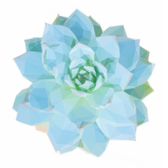 Low poly illustration Succulent fresh green plant isolated on white background