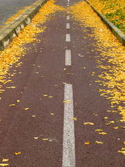 Fall yellow autumn leaves on ground for background.