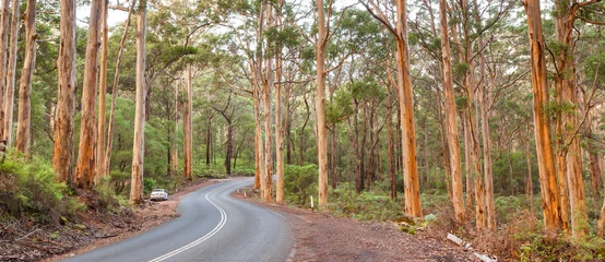 Papier Peint photo Australie Forêt de Boranup Karee
