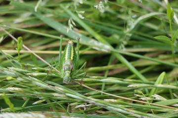 Fototapeta premium Green bush cricket
