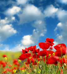 Summer wildflowers and clouds