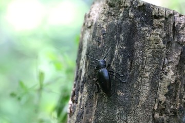 Black bug or insect