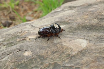 Rhinoceros beetle
