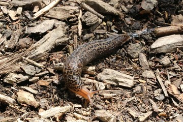 Tiger slug crawling on the gorund