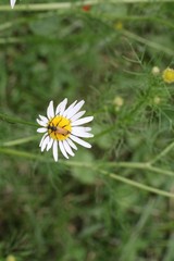 Gold bug or insect on flower
