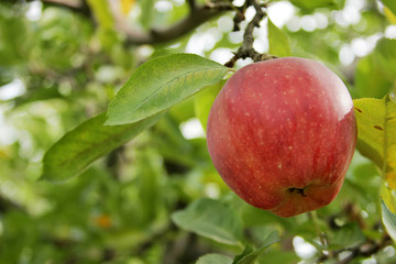 Apple tree in the garden