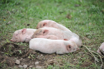 Pig farm. Little piglets