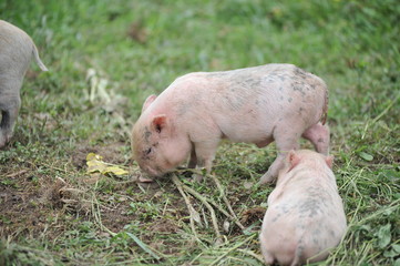 Pig farm. Little piglets