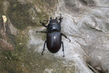 Female stag beetle (Lucanus cervus)