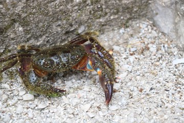 Stone crab in fighting position