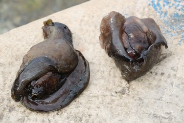 Two sea slug