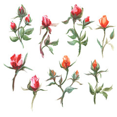 Watercolor raster illustration of set roses. 