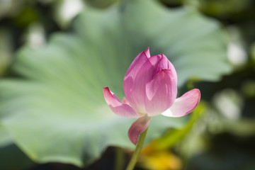 pink Lotus in the Botanical garden Abkhazia