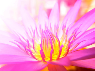 Lotus flower. Beautiful flowers made with color filters