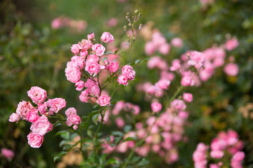 Vivid pink flowers. Selective soft focuse and boke on background