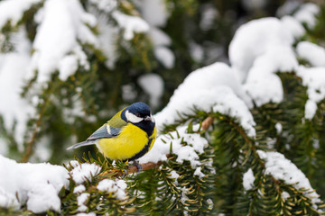 Obraz na płótnie Canvas Great tit sits on spruce branch covered snow in winter forest.