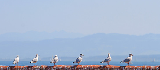 Möwen - Bodensee