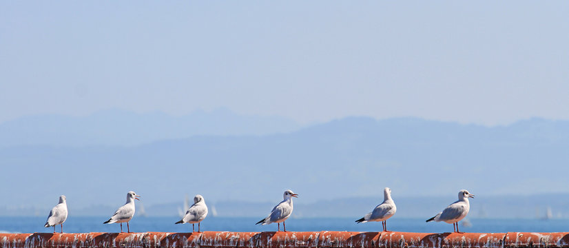 M&ouml;wen - Bodensee