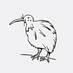 Hand-drawn pencil graphics, kiwi bird. Engraving, stencil style. Black and white logo, sign, emblem, symbol. Stamp, seal. Simple illustration. Sketch.