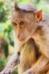 Indian macaques, bonnet macaques, or (lat. Macaca radiata).