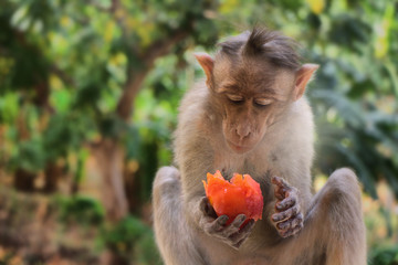 Indian macaques, bonnet macaques, or (lat. Macaca radiata).
