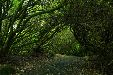 Obraz premium cursed path at dunvegan castle garden