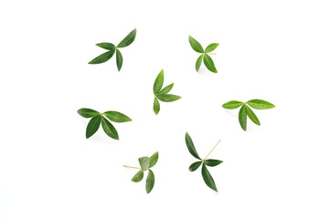 Fototapeta premium Green Leaves