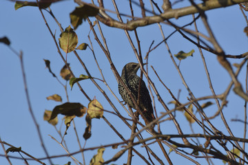 starling