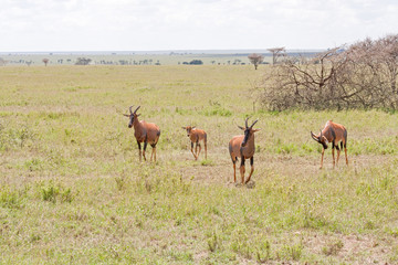 Naklejka na ściany i meble Three adult and one young Topi antelope stand on savanna plain. Serengeti National Park, Great Rift Valley, Tanzania, Africa. 