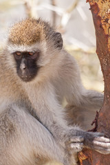 Naklejka premium Green monkey (Chlorocebus sabaeus) sits on dead tree branch near trunk. Serengeti National Park, Great Rift Valley, Tanzania, Africa.