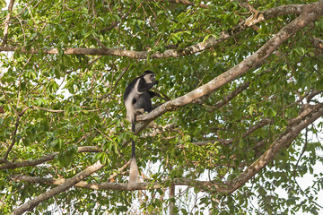 Black-and-white colobus (colobi) sits in profile on branch among leaves. Botanical Garden, Entebbe, Uganda, Africa.
