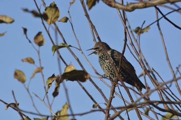 starling