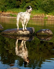Setter reflection of the pure breed pointing dog staying on the huge stone, enjoying summer fun and...