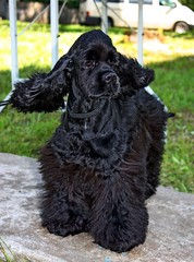 Black dog english cocker with flying long ears on windy day