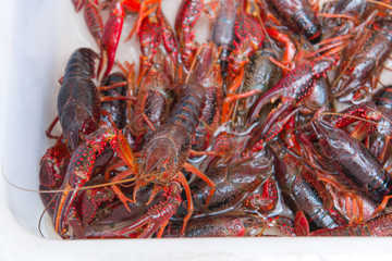 Brotherhood of crawfish or red Lobster Claws in market