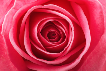 Close up beautiful pink rose