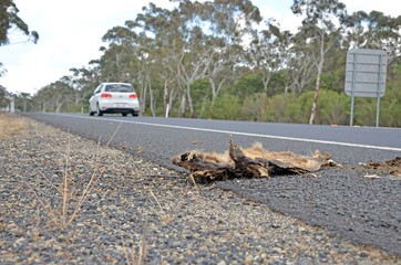 Dead wombat roadkill on the side of the road, hit by a passing car. Australian roads a danger to wildlife.