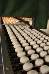 Egg factory...production line 