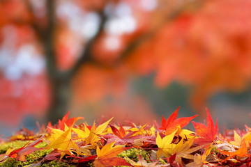 Blurred colorful background with autumn leaves in the foreground.