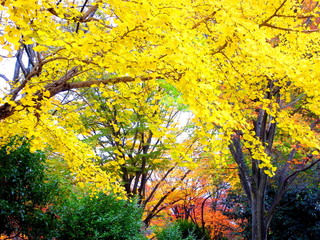 黄葉の銀杏のある公園風景