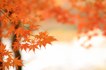 Autumn background with leaves in the foreground.