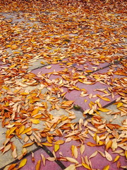 公園の石畳と落葉