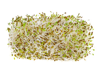 Sprouted alfalfa seeds isolated on a white background