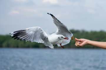 seagull